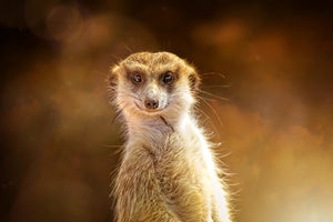 can I help you meerkat